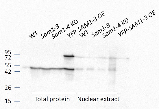 western blot using anti-Sam1-4 antibodies